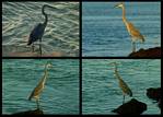 (13) blue heron montage (day 2).jpg    (1000x720)    323 KB                              click to see enlarged picture